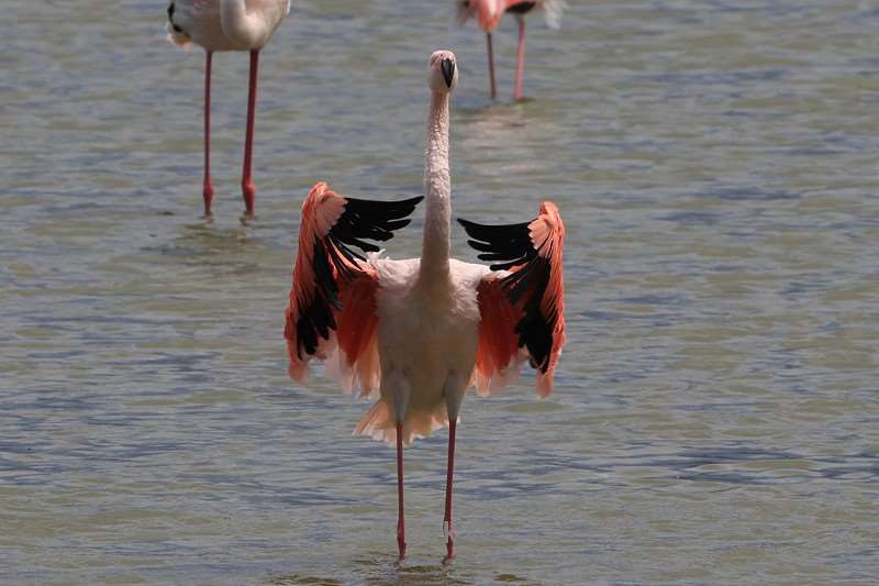 safari ngorongoro national park tanzania