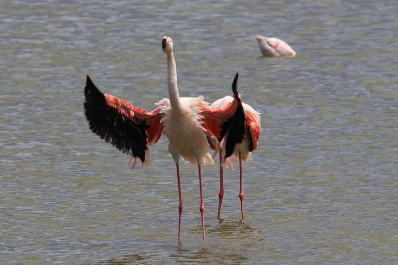 safari ngorongoro national park tanzania