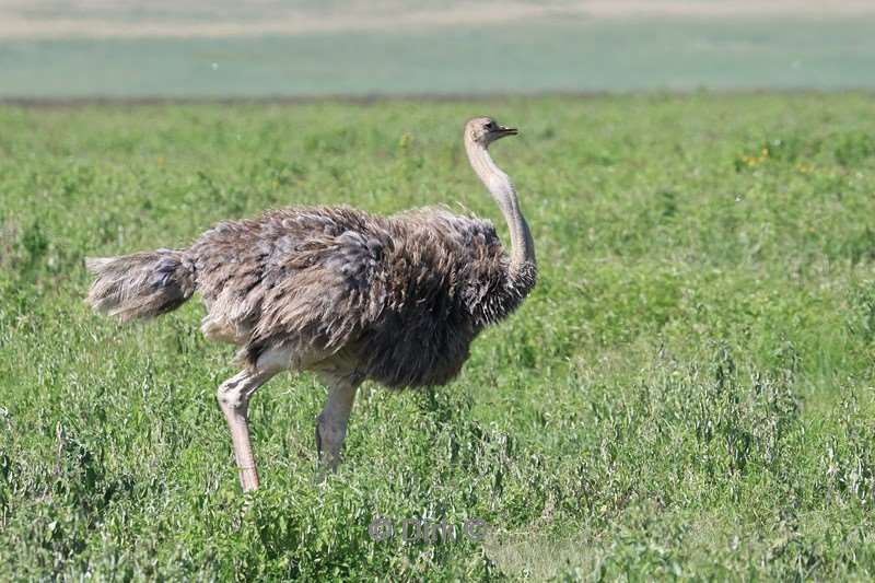 safari ngorongoro national park tanzania