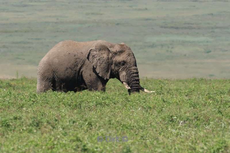 safari ngorongoro national park tanzania