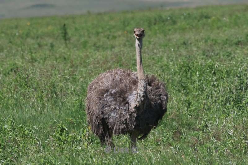 safari ngorongoro national park tanzania