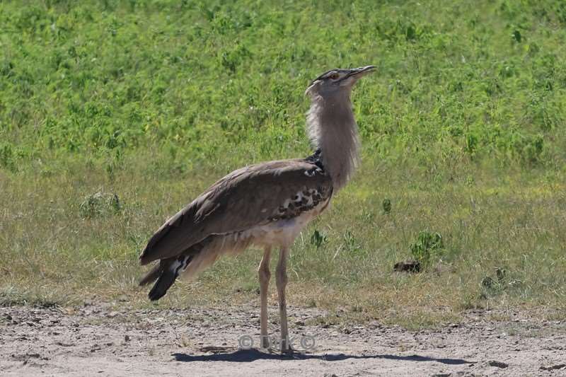 safari ngorongoro national park tanzania