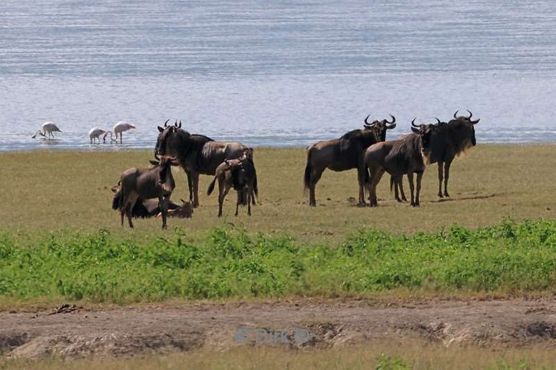 safari ngorongoro national park tanzania