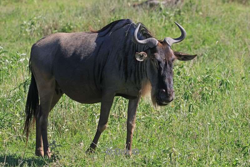 safari ngorongoro national park tanzania