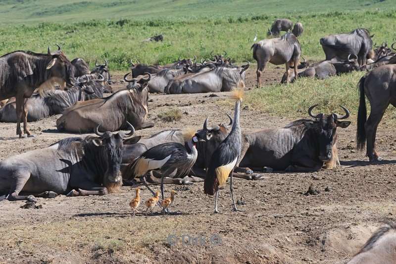 safari ngorongoro national park tanzania