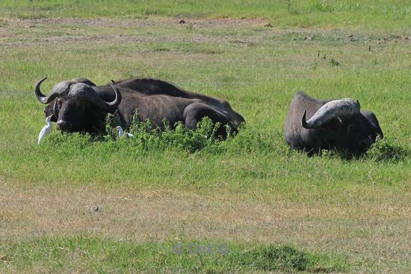 safari ngorongoro national park tanzania