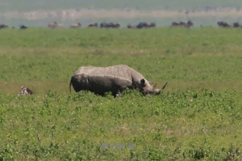 safari ngorongoro national park tanzania