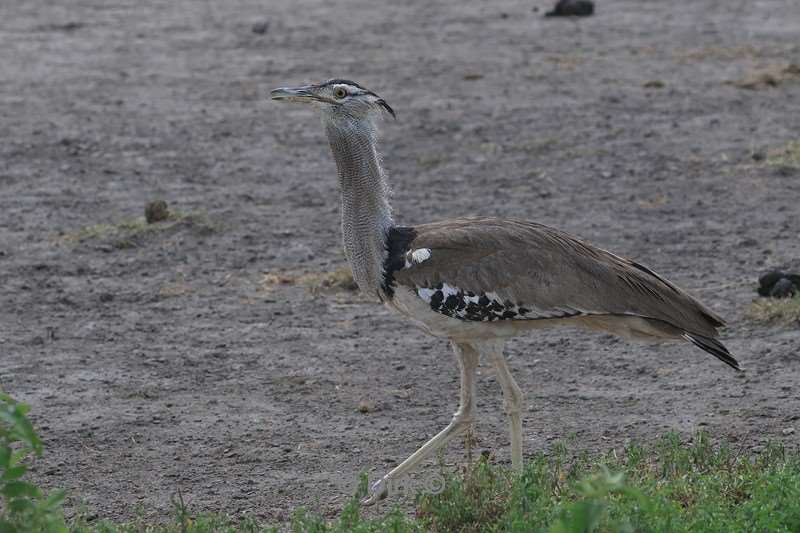 safari ngorongoro national park tanzania