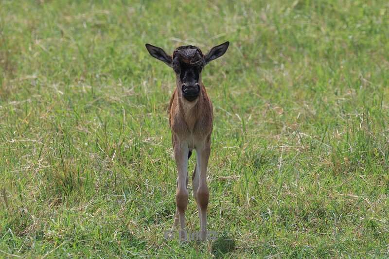 safari ngorongoro national park tanzania