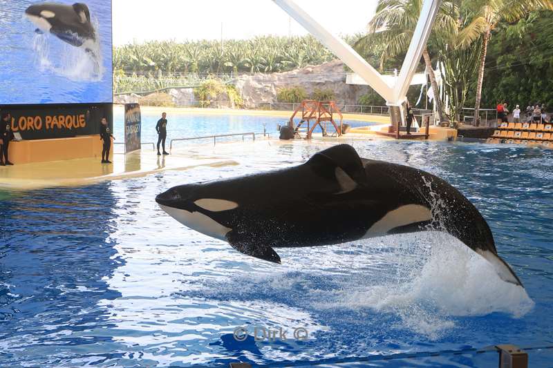 dierentuin loro parque puerto de la cruz tenerife