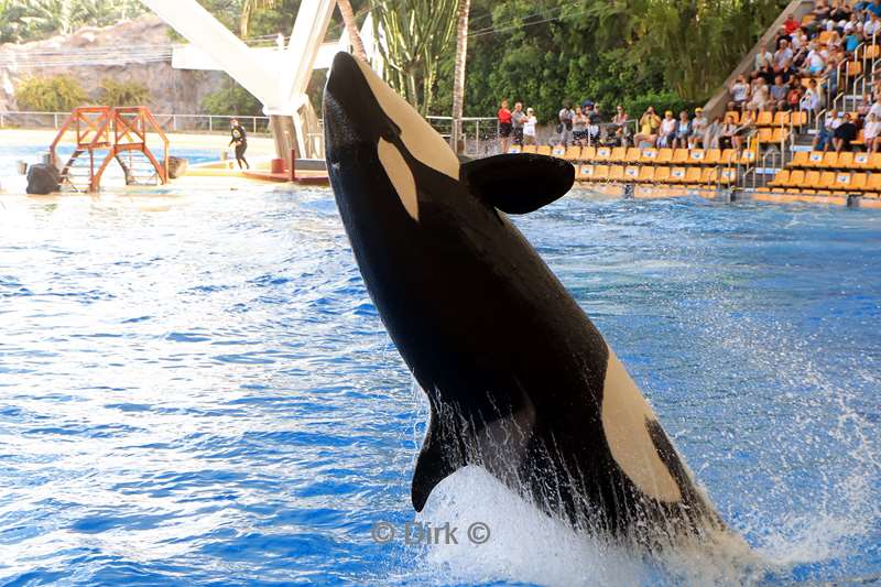 dierentuin loro parque puerto de la cruz tenerife