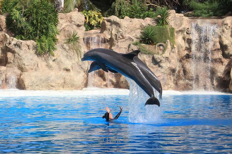 dierentuin loro parque puerto de la cruz tenerife