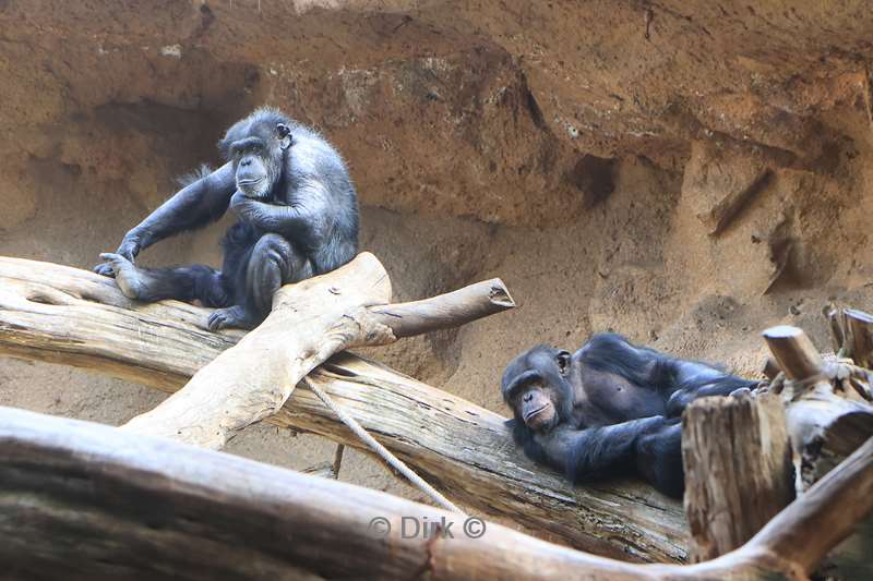 dierentuin loro parque puerto de la cruz tenerife