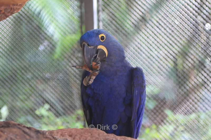 dierentuin loro parque puerto de la cruz tenerife