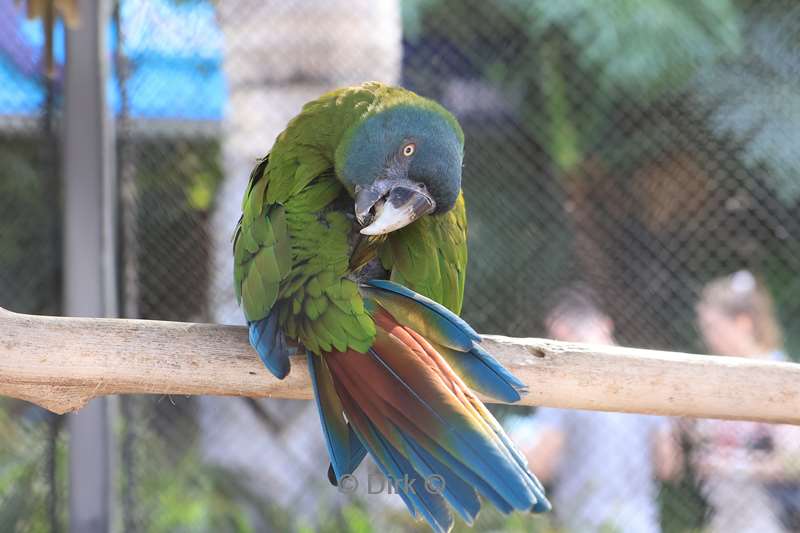 dierentuin loro parque puerto de la cruz tenerife