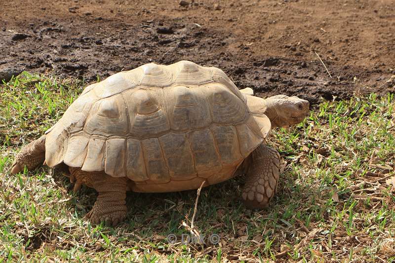 dierentuin loro parque puerto de la cruz tenerife