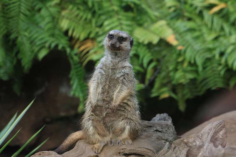 dierentuin loro parque puerto de la cruz tenerife