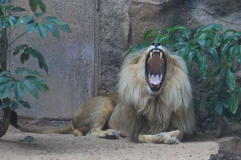 dierentuin loro parque puerto de la cruz tenerife