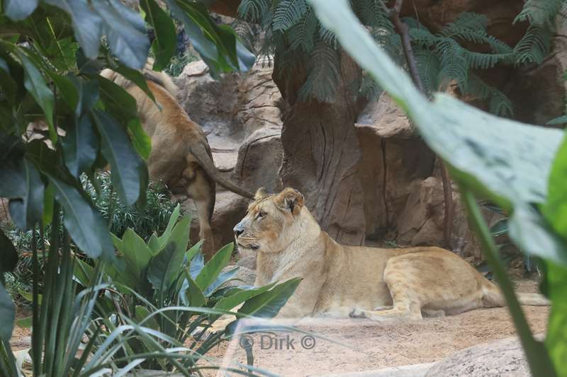 dierentuin loro parque puerto de la cruz tenerife