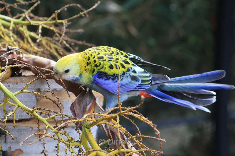 dierentuin loro parque puerto de la cruz tenerife