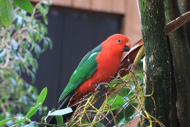 dierentuin loro parque puerto de la cruz tenerife