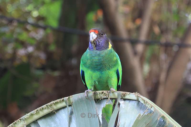 dierentuin loro parque puerto de la cruz tenerife