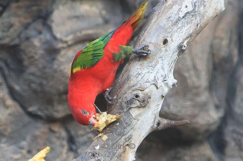 dierentuin loro parque puerto de la cruz tenerife