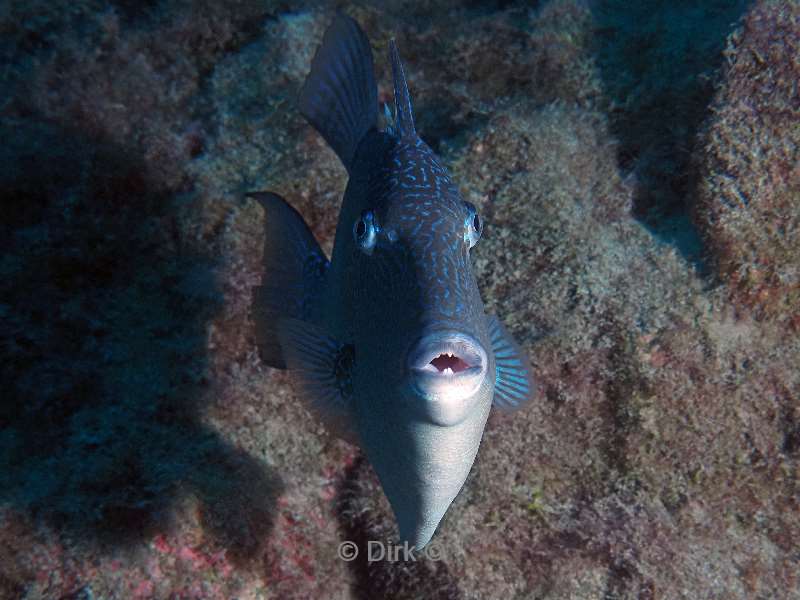 duiken tenerife