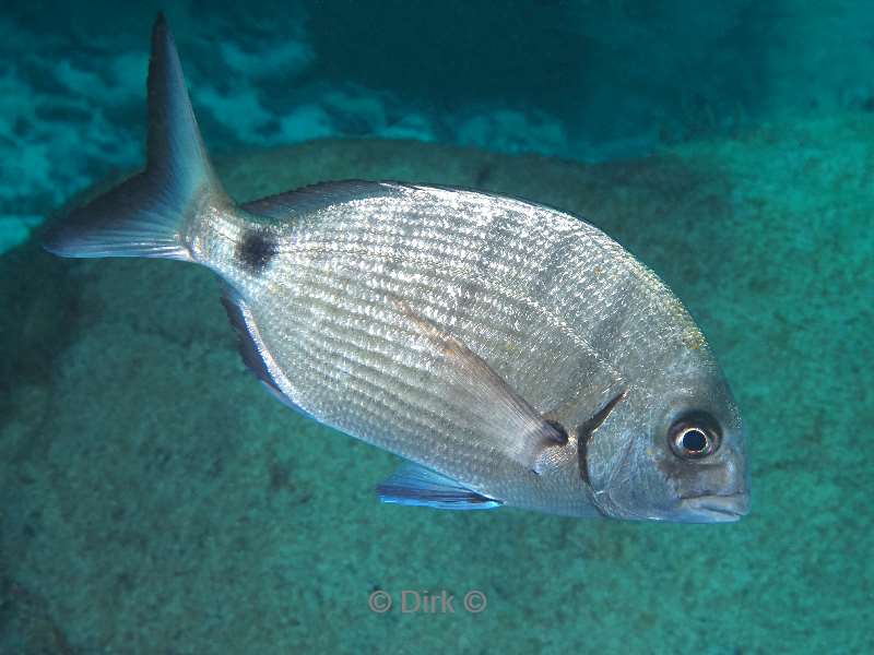 duiken tenerife