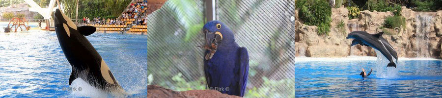 dierentuin loro parque tenerife