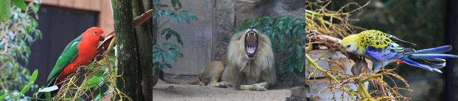 dierentuin loro parque tenerife