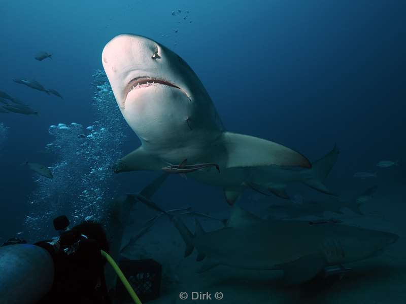 citroen haaien lemon sharks