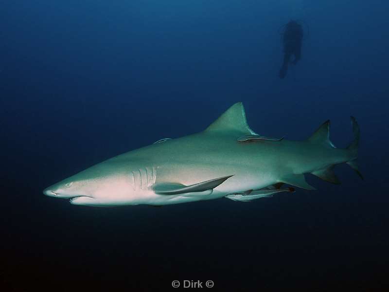 lemon sharks