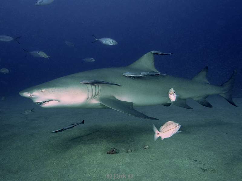 lemon sharks