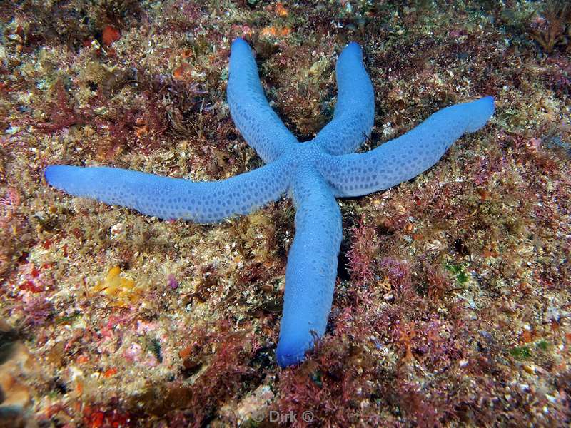 duiken zuid-afrika blue seastar