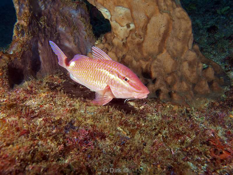 duiken zuid-afrika goatfish