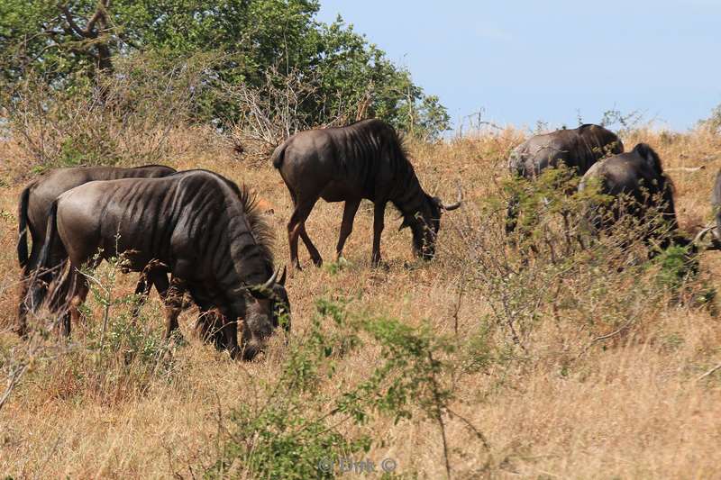zuid-afrika hluluwe gnoes wildebeesten