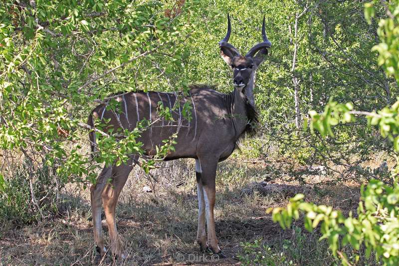 zuid-afrika hluluwe kudu