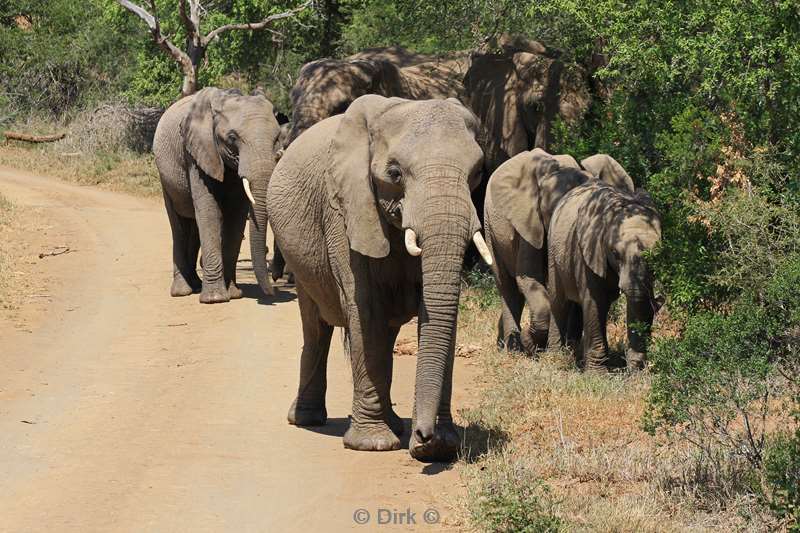 zuid-afrika hluluwe olifanten