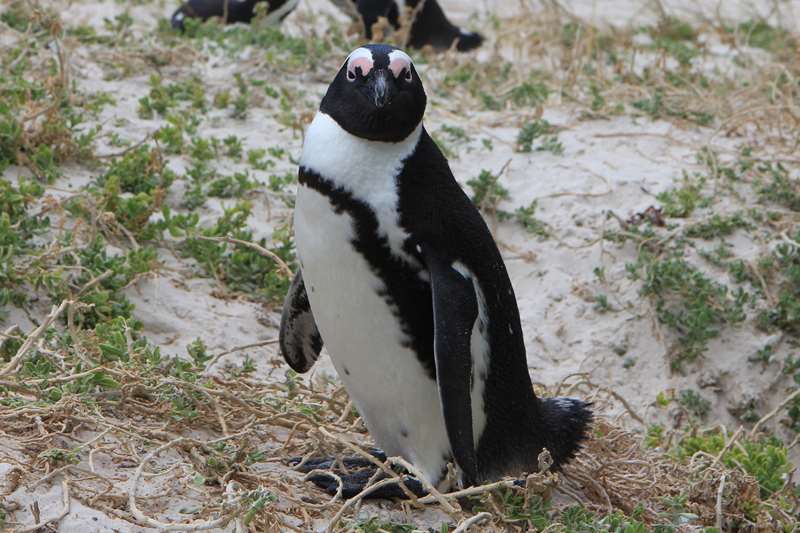 zuid-afrika jackass-pinguins