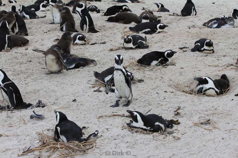 zuid-afrika jackass-pinguins