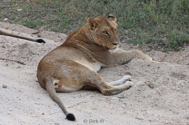 zuid-afrika kapama park leeuwen