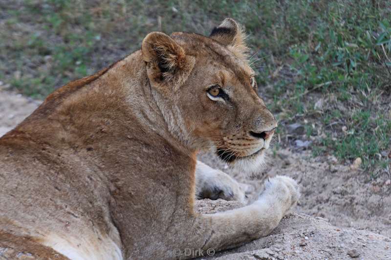 zuid-afrika kruger park leeuwen