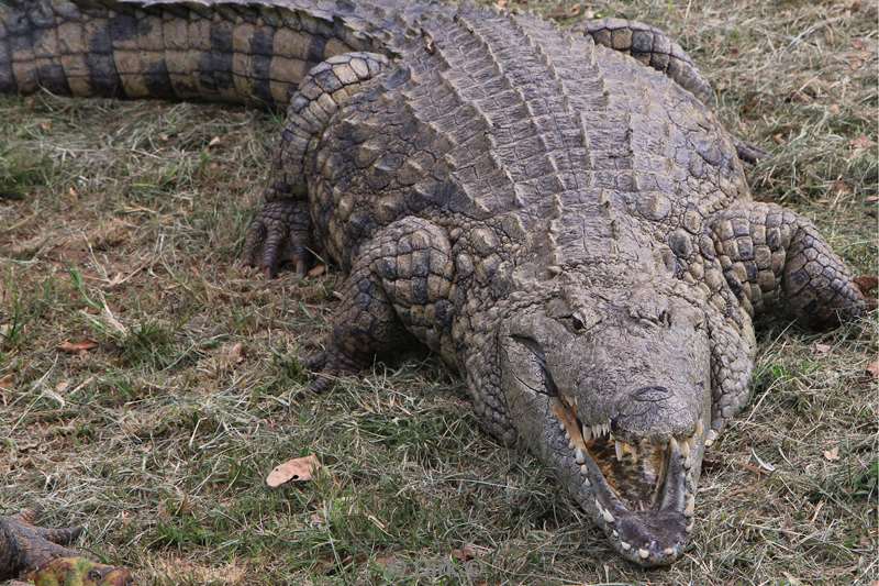 zuid-afrika st lucia krokodillen