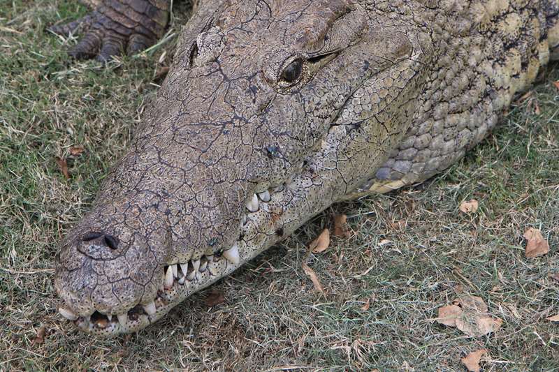 zuid-afrika st lucia krokodillen