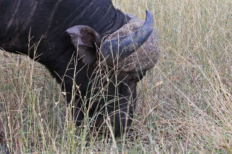 zuid-afrika kruger park buffels