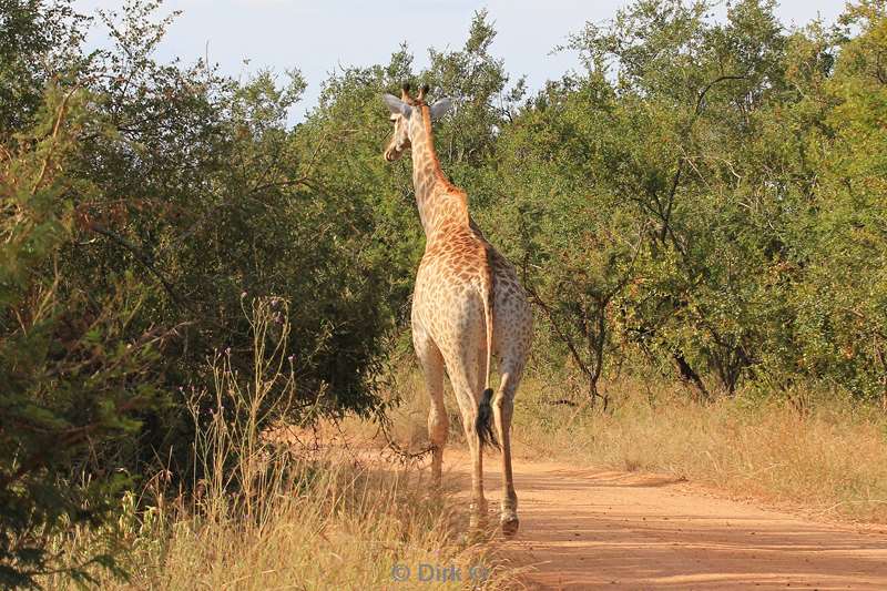 south africa kruger park giraffes