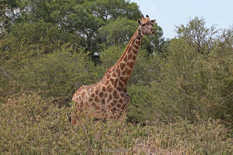 zuid-afrika kruger park giraffen