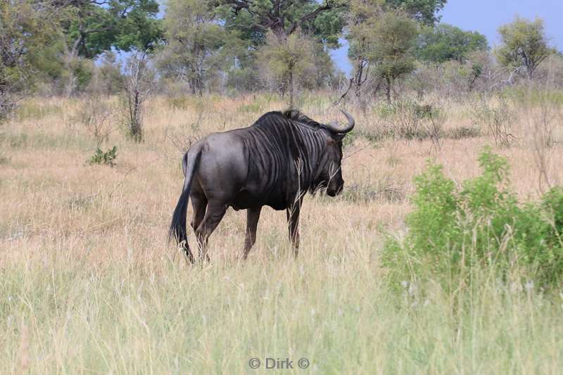 zuid-afrika kruger park wildebeesten