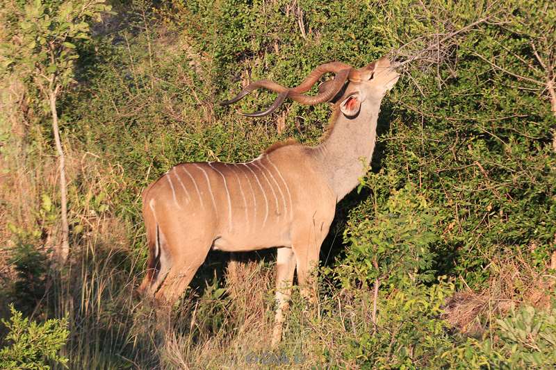 zuid-afrika kruger park kudu